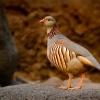 Orebice poustni - Alectoris barbara - Barbary Partridge 1686
